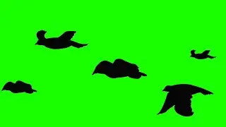 Flying bird green screen | Bird Green Screen