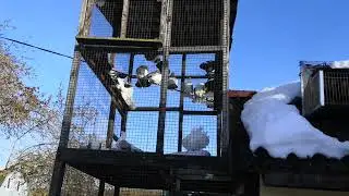 Голуби. Зимний солнечный денек.