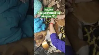 Басенджи нарвалась на прогулке на бродячих собак 