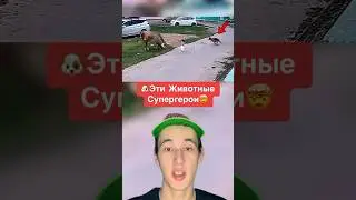 Эти Животные Супергерои!🤯 