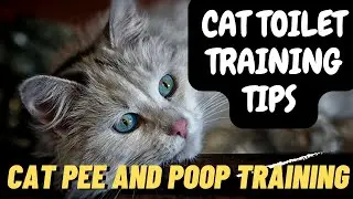 How Do You Train a Cat Where to Poop and Pee / Cat Care / Cat and Dog Care / 