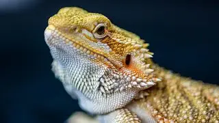 Can Bearded Dragons Eat Bananas?🦎🍌