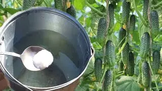 ШОК!  Линул немного под каждый куст Огурцов и за ночь наросло немерено! Подкормка  огурцов