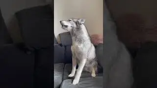 Huskies are having a full blown conversation with each other.