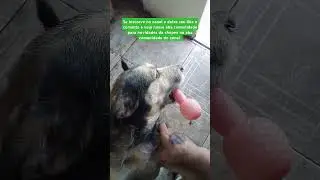 cachorro vidente asmr 7 #asmr #asmrsounds #shorts