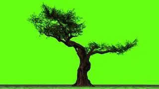 Green Screen Tree Video