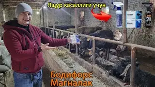 СЕМИРТИРИШ ва СУТ КУПАЙТИРИШ усулларидан бири #2
