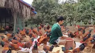 Cut grass for plants.  My son is very good at taking care of pigs and chickens. (Ep 189).