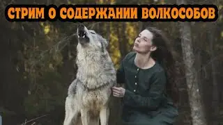 Стрим о содержании волкособов. Отвечу на вопросы о волках.