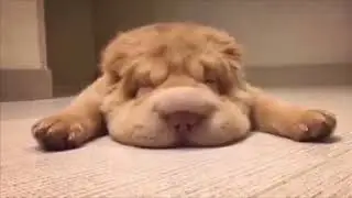МИЛОТА И МОРКОВЬ СМЕШНЫЕ ЖИВОТНЫЕ # 3  COUB cute pets