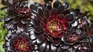 У нас суккулентомания 😍 Эониумы Aeonium 😇 посылка с суккулентами Алине