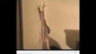 611 woman butcher skinning rabbit after slaughtering