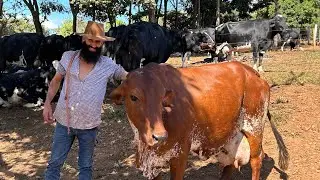 ELE TIRA 1.550 LITROS DE LEITE POR DIA EM PEQUENO ESPAÇO DE TERRA  @Darocataoline .