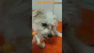 Наш щенок Бадди помесь зайца со свинкой)