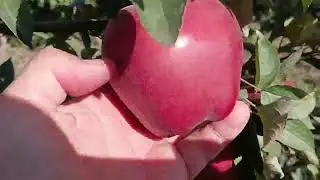 Яблука сорту Жероміне та Скарлет в визріванні на 10.09.2023 р.
