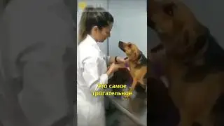 🐕Пес Преданно Смотрит на Доктора👩‍⚕️