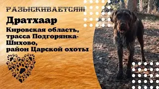 Нашелся! Дратххар. Кировская область, трасса Подгорянка - Шихово, район Царской охоты