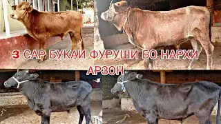 3 САР БУКАИ ФУРУШИ БО НАРХИ АРЗОН