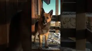 #немецкаяовчарка