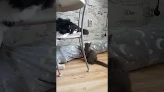 Сколько у вас кошек?