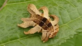 7 MOST DANGEROUS CATERPILLARS OF RUSSIA AND THE WORLD || LIVING EARTH ©