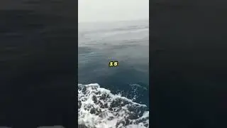 He found a wild boar 10 km from the shore 🐗🌊🚤