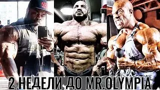 14 ДНЕЙ ДО МИСТЕР ОЛИМПИЯ 2019 - Кто Станет Новым Чемпионом? (Обзорный Дайджест канала Памп ТВ)