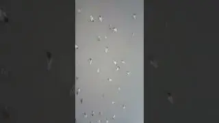 Утки и крысы в ожидании корма)