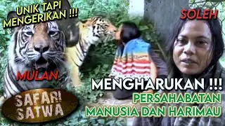 HARU DAN MENGERIKAN !!! Persahabatan Mulan dan Soleh (Manusia dan Harimau) | SAFARI SATWA