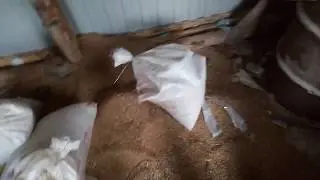 Как хранить зерно, печальный опыт