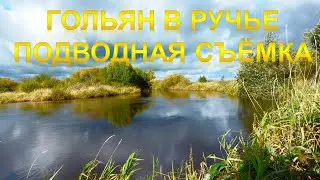 Гольян и малёк под водой