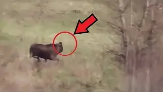What scientists discovered in the Chernobyl forest SHOCKED the whole world!