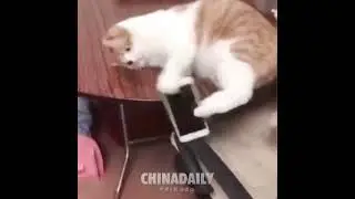 КОТ СПАС ТЕЛЕФОН ОТ ПАДЕНИЯ С ВЫСОТЫ / cat saved mobile from falling down