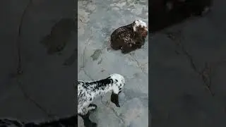 Familiar animals 