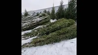 29 ноября 2023  Высокие ели!