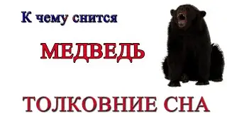 К чему снится медведь во сне толкование сна