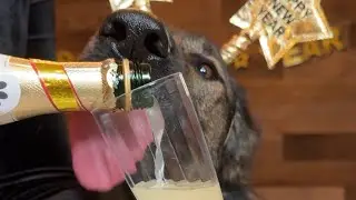 Champagne For Dogs Recipe