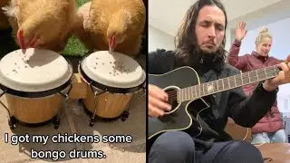 Bongo Chickens x The Kiffness