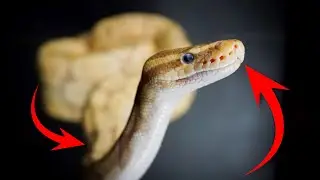 CONCERNING Ball Python Body Language