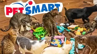 Donating PetSmart Toys to a Cat Cafe