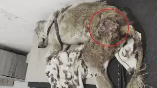 Rescue Paralyzed Dog who had many sores and attracted hundreds of maggots