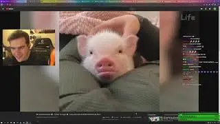 БРАТИШКИН СМОТРИТ - Funniest Animals - Try Not To Laugh 😁 - Wild Animals' Life 2019