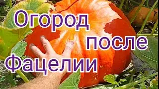 Урожай после сидерата Фацелии. 10 соток здоровой еды.