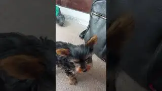 Смешная лохматенция.