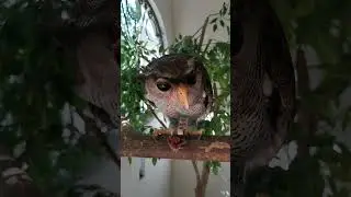 Talking owl.. in his owl voice