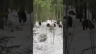 Кабаны на приваде 