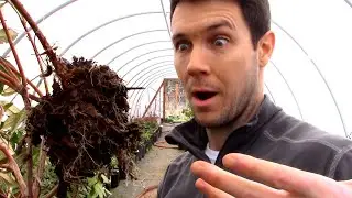 An Easy way to Root Plants | No Cuttings Required for this Propagation Technique