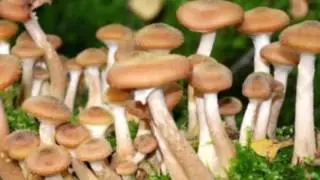 У любви тропинка скользкая Авторская песня Ананьева Владимира