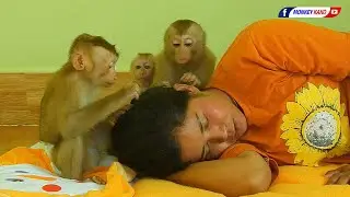 That Is Precious!! Cuties Monkey Kako & Luna And Olly Focus To Comfort And Grooming Mom