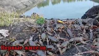 Жизнь у пруда запуск и розведение раков в пруду на участке первые жители...